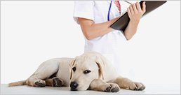 distributor of medical equipment, veterinary medical equipment
